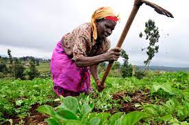 les prix anormaux des denrées alimentaire ne cessent de croitre au Cameroun